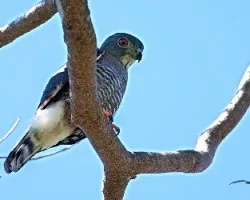 Harpagus bidentatus