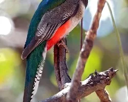 Trogon elegans