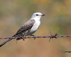 Tyrannus forficatus