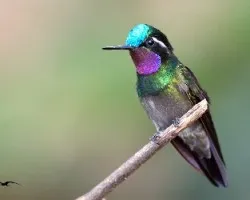 Eugenes fulgens