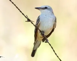 Tyrannus forficatus