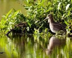Gallinago delicata