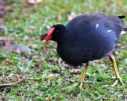 Gallinula chloropus