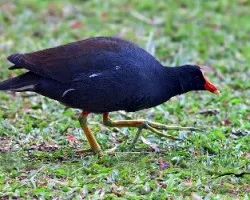 Gallinula chloropus