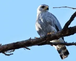 Buteo nitidus