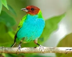 Tangara Gyrola