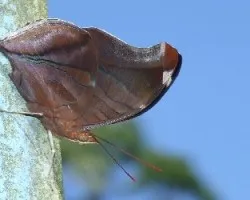 Catonephele mexicana