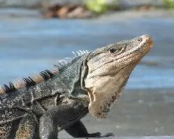 Ctenosaura similis