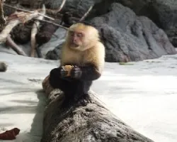 Cebus Capuchinus