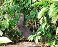Tigrisoma mexicanum