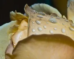 Pétalos y Gotas
