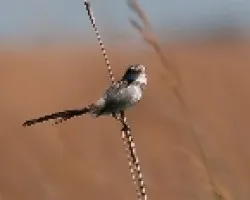 Alectrurus risora