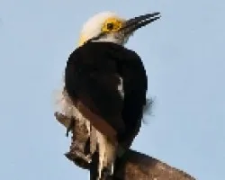 Melanerpes candidus