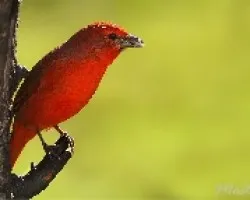 Piranga flava