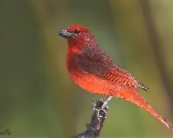Piranga flava