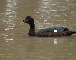 Cairina moschata