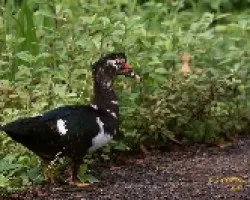 Cairina moschata