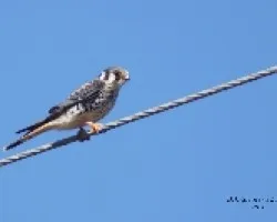 Falco sparverius
