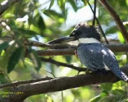 Megaceryle torquata