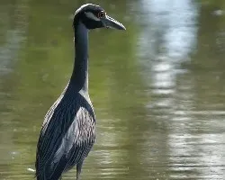 Nyctanassa violacea