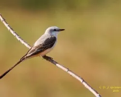 Tyrannus forficatus