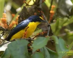 Euphonia hirundinacea