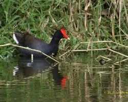 Gallinula chloropus