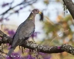Patagioenas fasciata