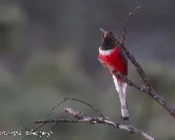 Trogon elegans