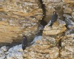 Larosterna inca