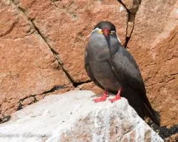 Larosterna inca