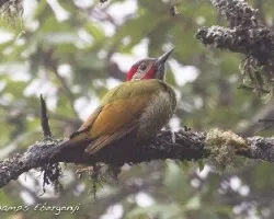 Piculus aeruginosus