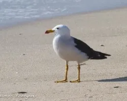 Larus belcheri