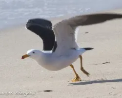 Larus belcheri