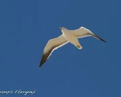 Larus dominicanus