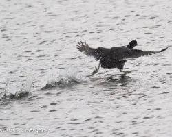 Fulica americana