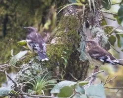 Ridgwayia pinicola