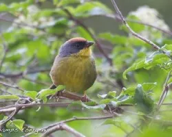 Atlapetes pileatus