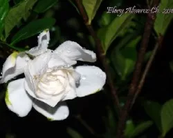 jasmin