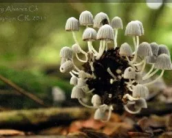 familia de hongos