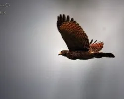 Buteo magnirostris