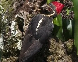 Dryocopus lineatus