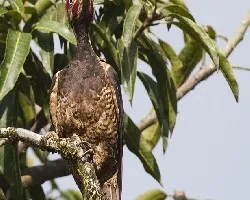 Dryocopus lineatus