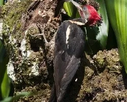 Dryocopus lineatus
