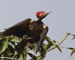 Dryocopus lineatus