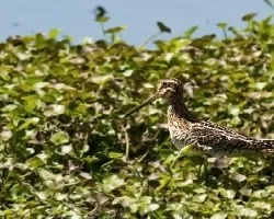 Gallinago delicata