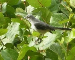 Mimus gilvus