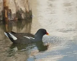 Gallinula chloropus