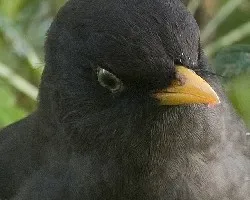 Turdus nigrescens