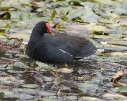 Gallinula chloropus